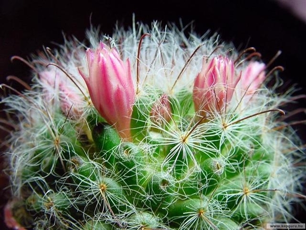 cactus 43 (Small)