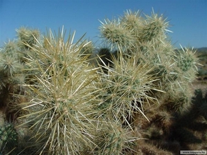 cactus 44 (Small)