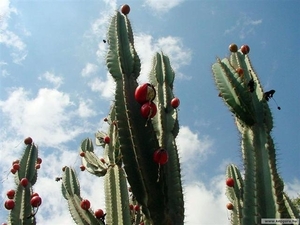 cactus 45 (Small)