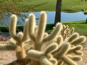 cactus 46 (Small)