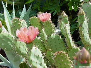 cactus 48 (Small)