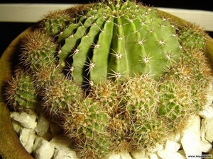 cactus 49 (Small)