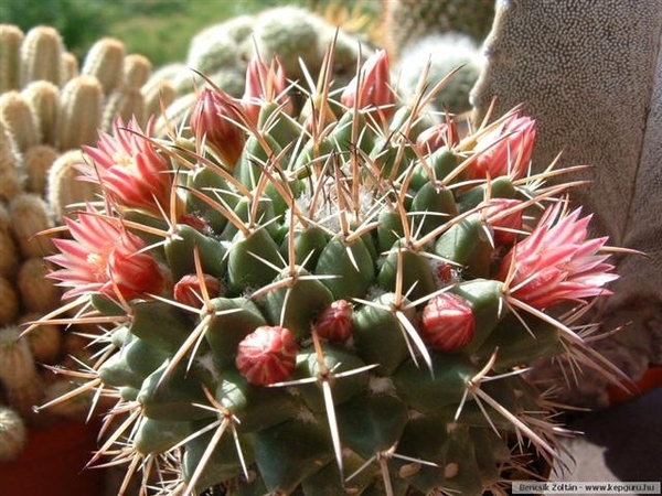 cactus 5 (Small)