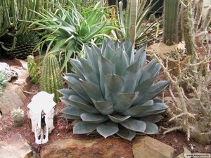 cactus 50 (Small)