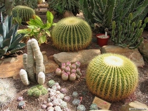 cactus 51 (Small)
