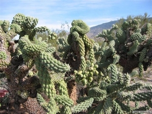 cactus 52 (Small)