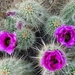 cactus 53 (Small)