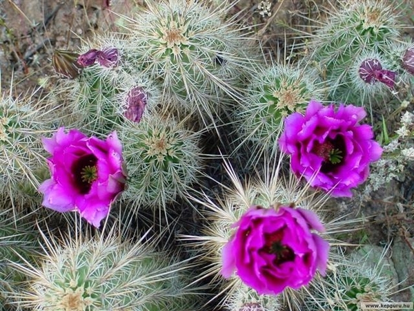 cactus 53 (Small)