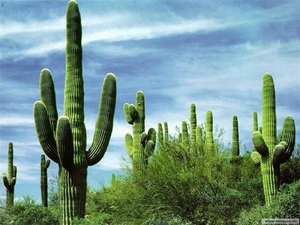 cactus 55 (Small)