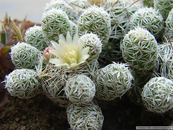 cactus 8 (Small)
