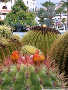 cactus 9 (Small)