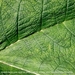 Blad van de Gunnera tinctoria  Plantentuin Antwerpen 1