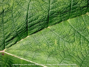 Blad van de Gunnera tinctoria  Plantentuin Antwerpen 1