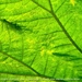 Blad van de Gunnera tinctoria Plantentuin Antwerpen 2