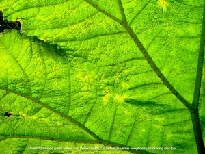 Blad van de Gunnera tinctoria Plantentuin Antwerpen 2