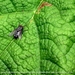 Blad van de Gunnera tinctoria Plantentuin Antwerpen 3