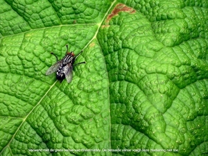 Blad van de Gunnera tinctoria Plantentuin Antwerpen 3