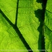 Blad van de Gunnera tinctoria Plantentuin Antwerpen 4