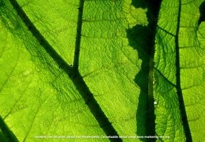 Blad van de Gunnera tinctoria Plantentuin Antwerpen 4