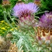Cynara cardunculus L Cardoen Asteraceae Plantentuin  Antwerpen 6