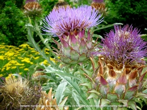 Cynara cardunculus L Cardoen Asteraceae Plantentuin  Antwerpen 6