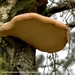 Kalmthoutse heide 2
