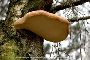 Kalmthoutse heide 2