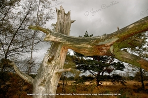 Kalmthoutse heide 3