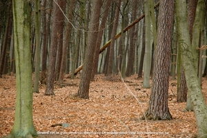 Peerdsbos Brasschaat 1