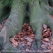 Peerdsbos Brasschaat 2