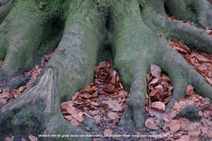 Peerdsbos Brasschaat 2