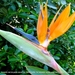 Strelitzia reginae Plantentuin Antwerpen 5