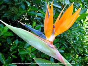 Strelitzia reginae Plantentuin Antwerpen 5