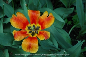 Tulipa Kaufmanniana Plantentuin  Antwerpen 6