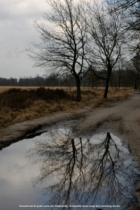 Kalmthoutse heide