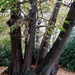 Middelheimpark Antwerpen