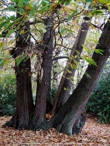 Middelheimpark Antwerpen