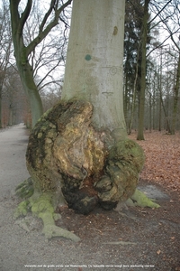 Peerdsbos Brasschaat