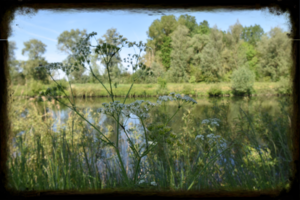 image (49)