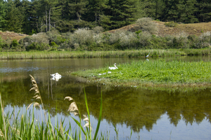 19 Parc du Marquenterre 6