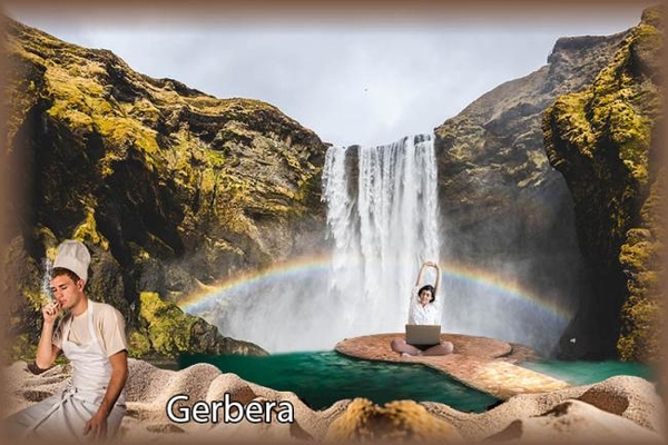Gerbera