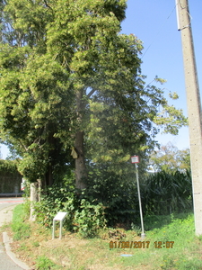 N Trunk (3)