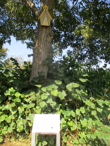 N Trunk (4)