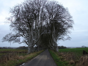 5E  Antrim Dark_Hedge,_Bregagh_Road_
