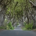 5E  Antrim Dark_Hedges_near_Armoy,_Co_Antrim
