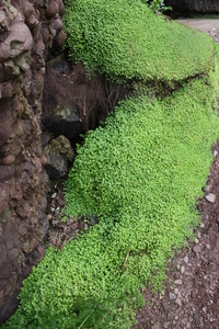 5F  Antrim Cushendun_Caves,_5
