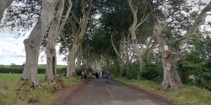 5G  Antrim Dark Hedges _IMG_20250827_174248