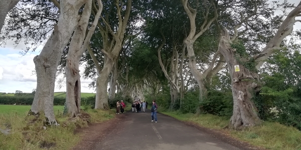 5G  Antrim Dark Hedges _IMG_20250827_174248