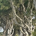5G  Antrim Dark Hedges _IMG-20250827-WA0014