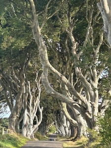 5G  Antrim Dark Hedges _IMG-20250827-WA0014